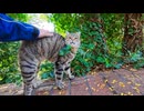 手を出した瞬間、伸び上がって撫でられに来る猫ちゃんが可愛すぎた