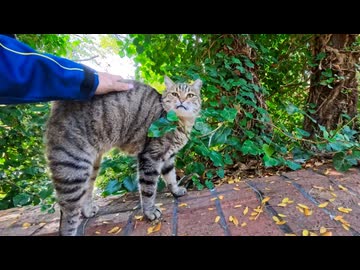手を出した瞬間、伸び上がって撫でられに来る猫ちゃんが可愛すぎた
