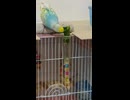 小松菜喰らうインコの動画　2026 6 9　餌食う　ショート動画に5回目の登場のいんこ