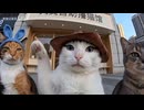 ホモと見る休日を満喫してしまう猫系youtuber