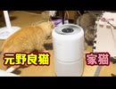 仲良くなりたんでしょうけどねぇ…【元野良猫】【野良猫】