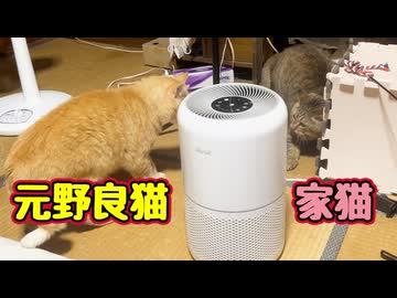 仲良くなりたんでしょうけどねぇ…【元野良猫】【野良猫】