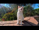 【朗報】ワンワン猫、たまに猫であることを思い出す