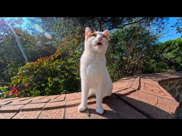 【朗報】ワンワン猫、たまに猫であることを思い出す