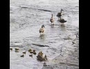 母カモを巡るオスたちの駆け引き【カルガモ親子】ヒナには分からない世界