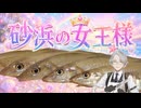 砂浜の女王様の裏技.mp3【キス釣り】