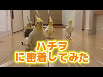 【密着】先輩をシバき倒した後に爆食する白い珍獣「ハチヲ」がこちら