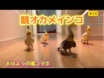 【競オカメ】第2レース、大波乱の結末に一同困惑。