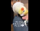 【ツンデレの極み】撫でて欲しいのに指を許さないオカメインコ