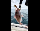 高級魚が100均ルアーにバクリ！マイボートからダイソータイラバを落とした結果…