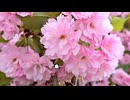 【癒しのジャズ】Tenderly - Jazz Vocal Cover