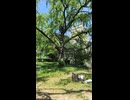 大土神社　神戸市灘区