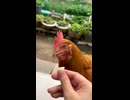 【ニワトリ】餌くれ【(੭ ›ω‹ )੭】