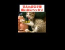 こんな小さい子猫も…大きく育ちました□