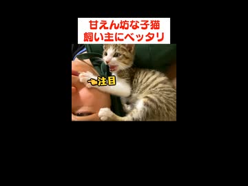 こんな小さい子猫も…大きく育ちました□