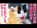 保護幼猫、寝起きの怒りイモになる