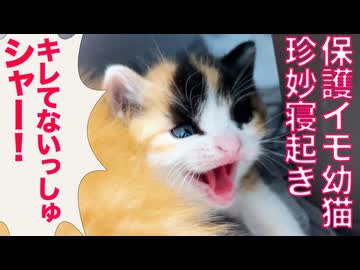 保護幼猫、寝起きの怒りイモになる