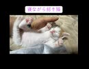 手のひら熟睡子猫
