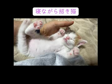 手のひら熟睡子猫