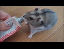 ハムスター飼いました。〜その191〜2026年5月に撮ったんだよ!!体重測定だよ!!
