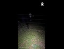 ホモと見る宇宙人に間違えられた牛