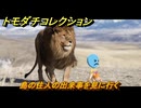 トモダチコレクション　島の住人の出来事を見に行く　島の住人観察日記（ポケモン編）　＃７２０　【トモコレわくわく生活】