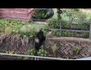 ホモと見るもうめちゃくちゃ過ぎる宇都宮に現れたクマ
