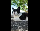 バットマン猫 #catisland #猫島 #猫 #野良猫 #Cat