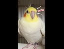 【悲報】手タクシーのオカメインコの客、お喋りがうるさすぎて可愛すぎて草