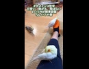 【悲報】お母ちゃんの足、オカメインコ達の高級アスレチックになる。