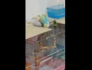 こすりつけるインコのショート動画　2026 6 10