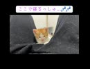 変なところで寝落ちする子猫