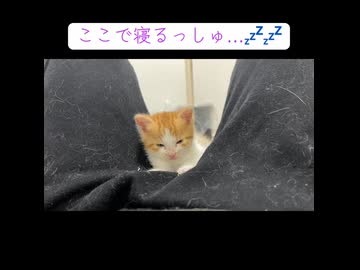 変なところで寝落ちする子猫