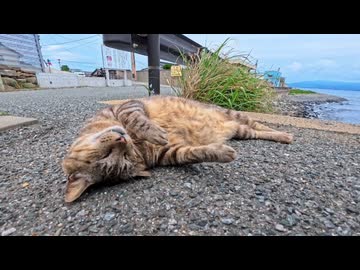 【猫島】道路脇で無防備に爆睡する猫、完全に野生を忘れていた件ｗ