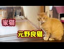 付きまとう【元野良猫】