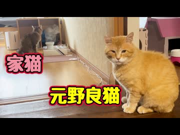 付きまとう【元野良猫】