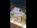 YMDD_438　今日のサラダ：ローソン玉ねぎサラダ
