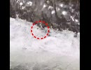流された兄弟に気づいていた？不思議な行動を見せたヒナ【野鳥観察】