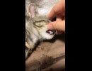 爆睡する子猫にイタズラ□