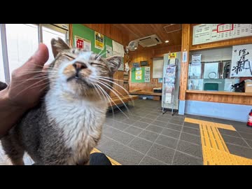 【猫島】フェリーの切符を買いに行ったら人懐っこい猫ちゃんが待っていた
