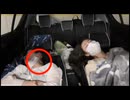 ネクラｃｈ（たぬき、きつね）さん　寝配信中にバッタがこんにちは
