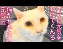 闘病の宝石珍獣、見送った猫たちからの元気玉