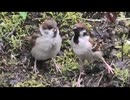 初夏のやつ～ら　その2