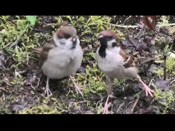 初夏のやつ～ら　その2