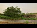 【作業用BGM】チェーンソーと虫の音 2min 30sec