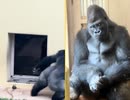 ホモと見るメスと喧嘩して悲しそうなゴリラ