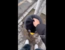 ケツデカピングー
