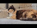 防波堤のそばでくつろぐ三毛猫さんと波の音