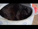 猫ハウスで寝ている黒猫のマコちゃん