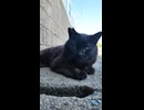 猫島の道路脇にいた黒猫ちゃんを撫でる